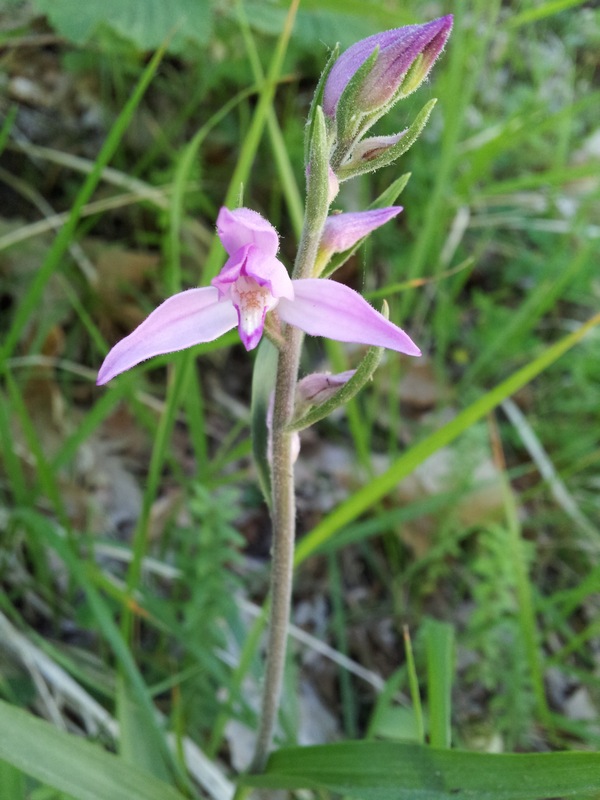 pianta da determinare - Cephalanthera rubra